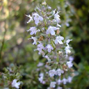 Thymus nitens