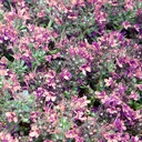 Thymus praecox ssp. arcticus coccineus