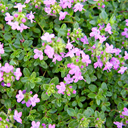 Thymus quinquecostatus ibukiensis