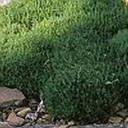 Thymus richardii ssp. nitidus