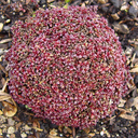 Thymus serphyllum elfin