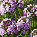 Thymus thracicus