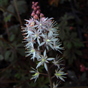 Tiarella hyb 'Spring Symphony'