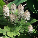Tiarella wherryi