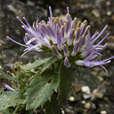 Trachelium jaquinii ssp. rumelianum