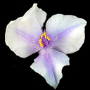 Tradescantia 'Bilberry Ice'
