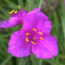 Tradescantia 'Satin Doll'