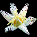 Tricyrtis 'Amandogawa' ('Eco Yellow Spangles')