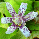 Tricyrtis hirta 'Moonlight'