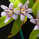 Tricyrtis hirta 'Variegata'