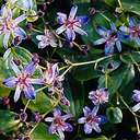 Tricyrtis Japenese hyb. 'Hatatogisa'