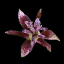 Tricyrtis 'Raspberry Mousse'