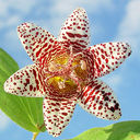 Tricyrtis x 'Kohaku'