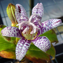 Tricyrtis x 'Miyazaki'