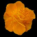 Trollius chinensis 'Gold Queen'