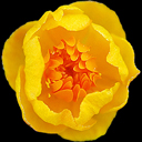 Trollius hondoensis