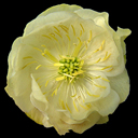 Trollius x cultorum 'Cheddar'
