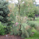 Tamarix ramosissima 'Rubra'