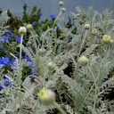 Tanacetum albipanosum