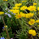 Tetraneuris grandiflora