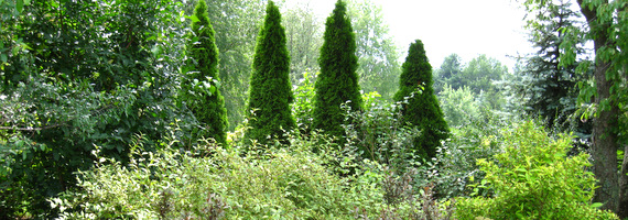 Thuja