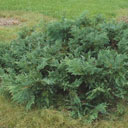 Thuja koraiensis glauca prostrata
