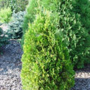 Thuja occidentalis 'Emerald Green Variegated'