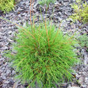 Thuja occidentalis 'Filiformis'