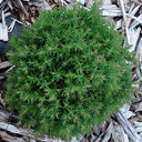 Thuja occidentalis 'Teddy'