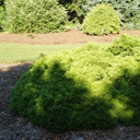 Thuja occidentalis 'Umbraculifera'