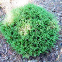Thuja occidentalis 'Bowling Ball'