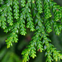 Thujopsis dolabrata 'Nana'