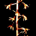 Tipularia discolor