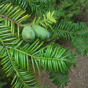 Torreya nucifera var sphaerica
