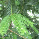Torreya yunanensis 'Rock'