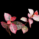 Trachelospermum jasminoides 'Tricolor'