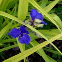 Tradescantia 'Sweet Kate'