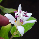 Tricyrtis 'Angel's Halo'