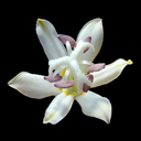 Tricyrtis hirta alba
