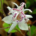 Tricyrtis macropoda Yungi Temple Form