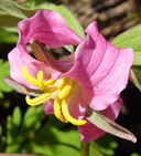Trillium catesbaei*