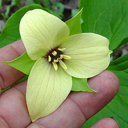 Trillium erectum luteum*