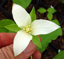 Trillium flexipes*