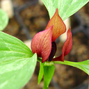 Trillium recurvatum*