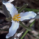 Trillium stylosum*