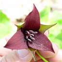Trillium sulcatum (mixed colors) Qty 48