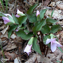 Trillium catesbaei*