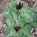 Trillium cuneatum dark forms*