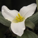 Trillium nivale �Indiana Form�