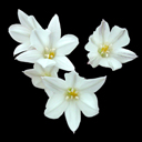 Tritellia peduncularis Ratko 95-500